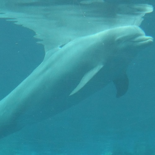 Marco Lucchi & Rocco Saviano - Soliloquy [dialogue]