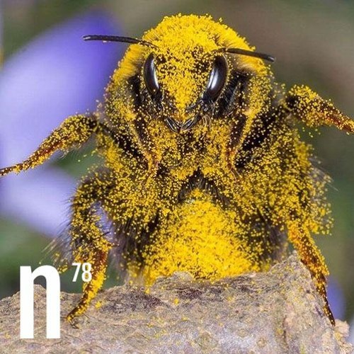 Stream Dirty Bumblebee by Naga | Listen online for free on SoundCloud
