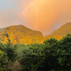 Heavy Winds of Monteverde and Insect Chorus