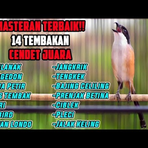 MASTERAN SUARA CENDET GACOR FULL ISIAN MEWAH MATERI LOMBA