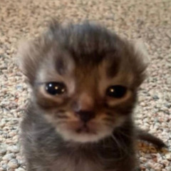 every1 talks (deftyrell)