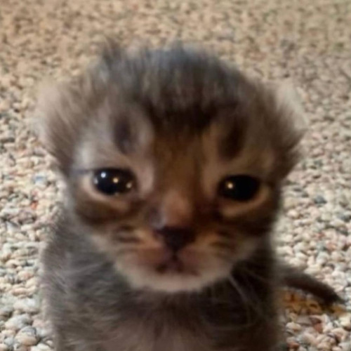 every1 talks (deftyrell)