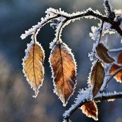 Radiesttm8 type beat - Magnanimity 24