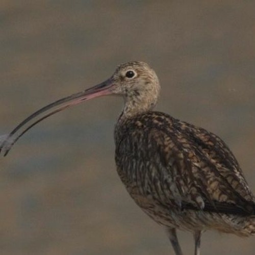 Far Eastern Curlew calls And song, Inner Mongolia