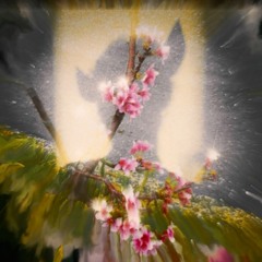 Sakura Flowers
