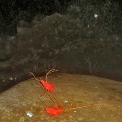 Musicas que iriam pro próximo Ep mas como a (大阪) acabou, eu não me importei mais_160k.mp3