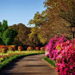 Cozy X Almeda (Beyonce Version) Mashup