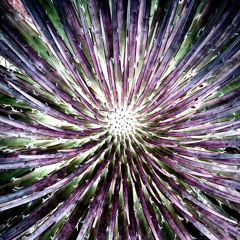 Flavours And Shades (Live)