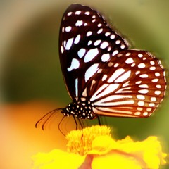 Social Butterfly (Prod. Eccowave)