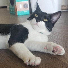 Gelato Is Not Vegan(Original)