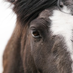 Laurinda - with Sofia Portugal