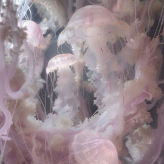 jellyfish (+cavitnak) ଳ