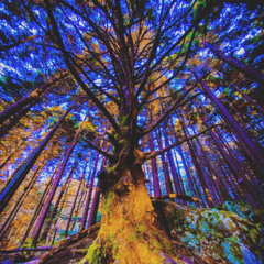//\\ out of the woods //\\