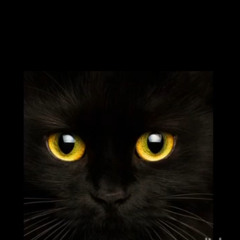 Black cat