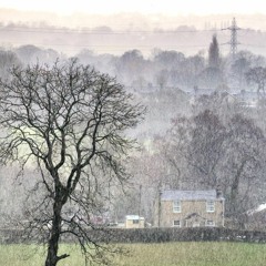 Tall dark trees and windswept fields on a winters day.