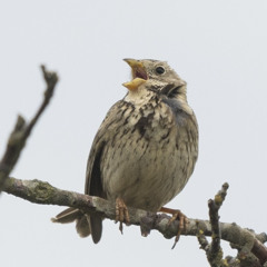 A rare sparrow with a simple song