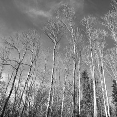 Danton's Theme Stagemusic Danton's Death