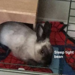 HOME - Goodnight Bean