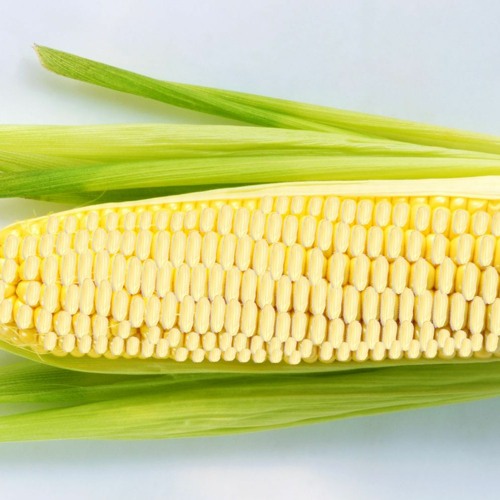 Kukuryža