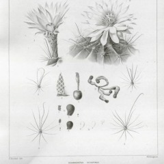 HK_Fantaisies_tracks_184
