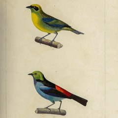 a guide to the songbird of south america