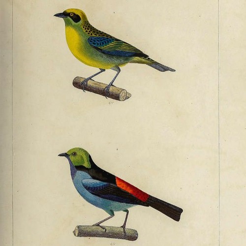 a guide to the songbird of south america