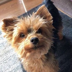 Cash the Terrorist Yorkie