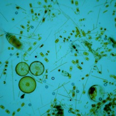 The Plankton of Puget Sound