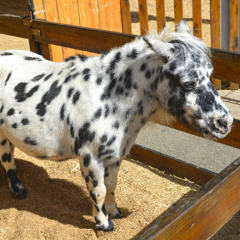 I want a pony