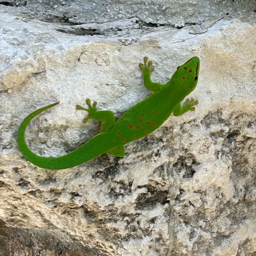 Florida Demos 1
