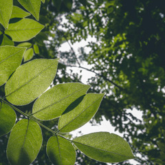 Sunlight Through Canopy