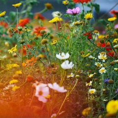 STBB#741 In Bloom Week Hosted by naturelleboombap