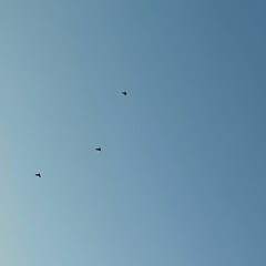 True Blue - Cover ft. Rosa&Sofia