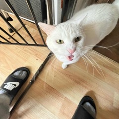 corner store where iCopmywoods **prod. night66