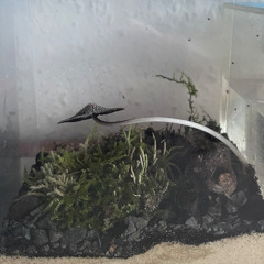 Vulgator ft. Diaalekt