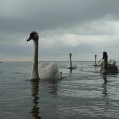 Где Лебеди/Where are the swans