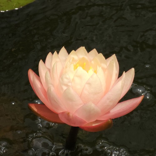 (Lily Pad)