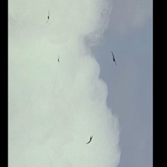 HARDTACK I - Vamos A La Playa