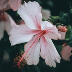 Clair De Lune (bright side of the moon)