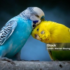 الفاتحة و الطارق من نوادر و نهاونديات