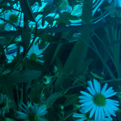 Seaside (Instrumental)