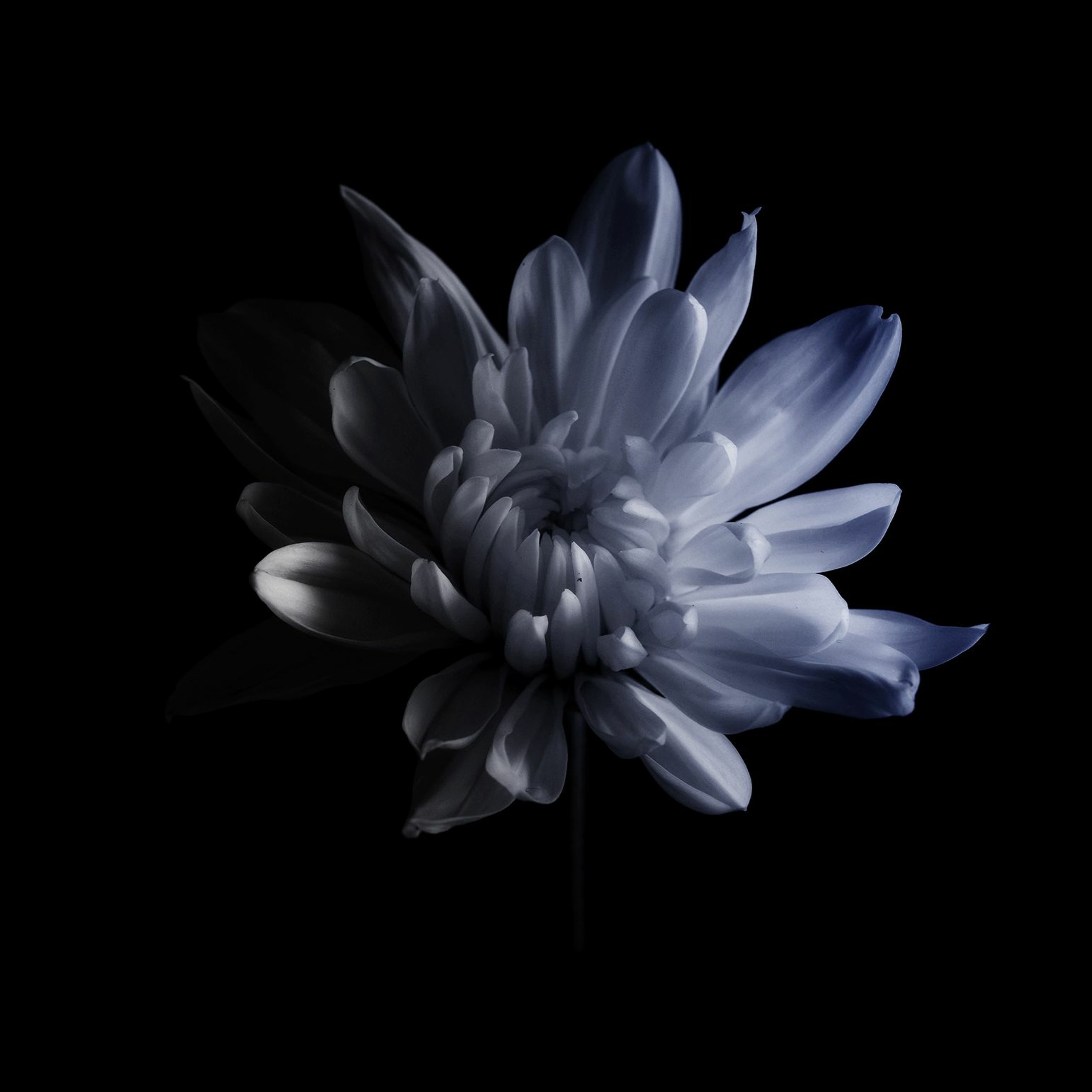 Calysongs