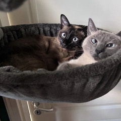 Der Kater hat Bock