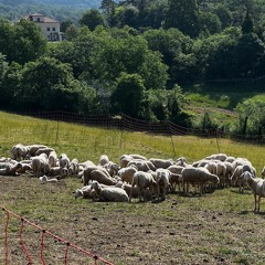 Sheep Whispering