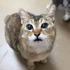 На кастах [subkilla]