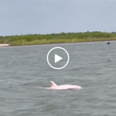 Review Special Price Pink Dolphin Spotting Snorkelling Day Tour At Pigs Island