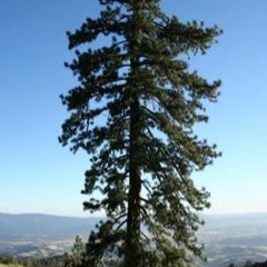 the tree in oregon; seems to be in a daze