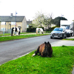 01  Island -35 Its a Bradford Thing