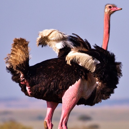 ☆韓国の人気☆【THEAIRTOWN】☆ostrich fur short.s☆ Stream 01 by 4K Ostrich | Listen online for free on SoundCloud
