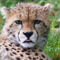 Protect the Cheetah